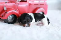 Lucy , a female Miniature Dachshund for sale in Newberry, IN – 4 of 7