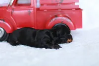 Daisy , a female Miniature Dachshund for sale in Newberry, IN – 2 of 5