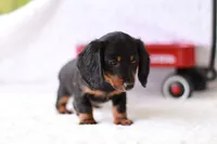 Marcy, a female Miniature Dachshund for sale in Newberry, IN – 6 of 10