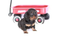 Marcy, a female Miniature Dachshund for sale in Newberry, IN – 9 of 10