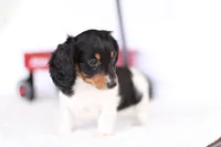 Lucy , a female Miniature Dachshund for sale in Newberry, IN – 7 of 10