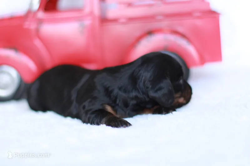 Marcy – Miniature Dachshund puppy for sale in Newberry, IN