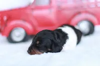 Lucy , a female Miniature Dachshund for sale in Newberry, IN – 5 of 7