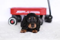 Marlo, a male Miniature Dachshund for sale in Newberry, IN – 9 of 10