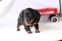 Marcy, a female Miniature Dachshund for sale in Newberry, IN – 4 of 10