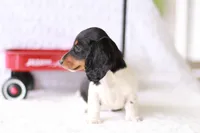 Lucy , a female Miniature Dachshund for sale in Newberry, IN – 3 of 10