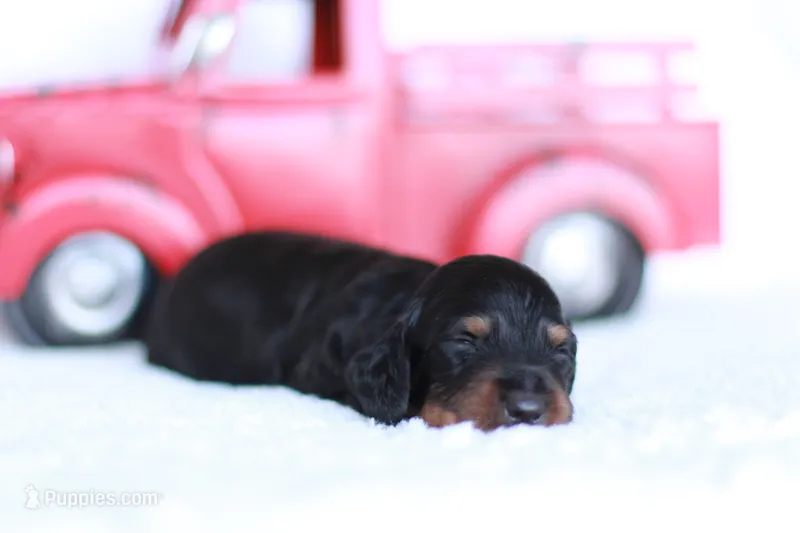 Marlo – Miniature Dachshund puppy for sale in Newberry, IN