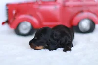 Daisy , a female Miniature Dachshund for sale in Newberry, IN – 3 of 5
