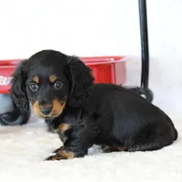 Grady , a male Miniature Dachshund for sale in Newberry, IN – Photo 8 of 9