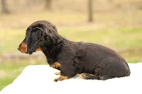 Grady , a male Miniature Dachshund for sale in Newberry, IN – Photo 6 of 9