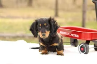 Grady , a male Miniature Dachshund for sale in Newberry, IN – Photo 1 of 9