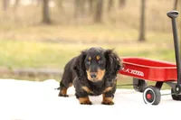 Grady , a male Miniature Dachshund for sale in Newberry, IN – Photo 4 of 9