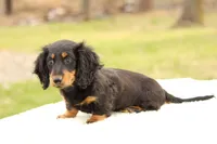 Grady , a male Miniature Dachshund for sale in Newberry, IN – Photo 7 of 9