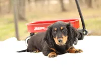 Grady , a male Miniature Dachshund for sale in Newberry, IN – Photo 3 of 9
