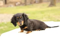 Grady , a male Miniature Dachshund for sale in Newberry, IN – Photo 5 of 9