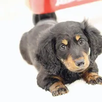 Grady , a male Miniature Dachshund for sale in Newberry, IN – Photo 9 of 9