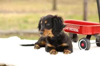 Grady , a male Miniature Dachshund for sale in Newberry, IN – Photo 2 of 9