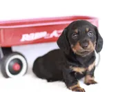 Marcy, a female Miniature Dachshund for sale in Newberry, IN – 7 of 10