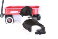 Lucy , a female Miniature Dachshund for sale in Newberry, IN – 9 of 10