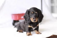 Marlo, a male Miniature Dachshund for sale in Newberry, IN – 1 of 10