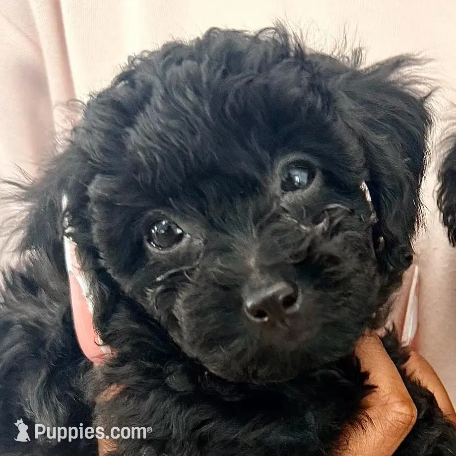 Piccolo, a male Poodle - Toy  for sale in Los Angeles, CA – Photo 2 of 7