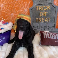 Orion, a male Poodle - Standard  for sale in Los Angeles, CA – Photo 1 of 7