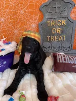 Orion, a male Poodle - Standard  for sale in Los Angeles, CA – Photo 1 of 7