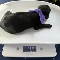 Orion, a male Poodle - Standard  for sale in Los Angeles, CA – Photo 5 of 7