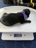 Orion, a male Poodle - Standard  for sale in Los Angeles, CA – Photo 5 of 7