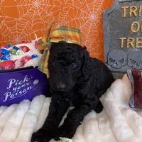 Orion, a male Poodle - Standard  for sale in Los Angeles, CA – Photo 2 of 7