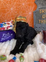 Orion, a male Poodle - Standard  for sale in Los Angeles, CA – Photo 2 of 7