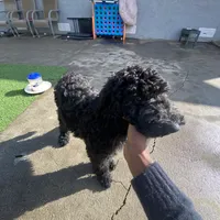 Orion, a male Poodle - Standard  for sale in Los Angeles, CA – Photo 7 of 7