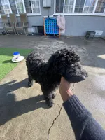 Orion, a male Poodle - Standard  for sale in Los Angeles, CA – Photo 7 of 7