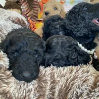 Orion, a male Poodle - Standard  for sale in Los Angeles, CA – Photo 3 of 7