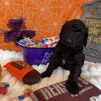 Orion, a male Poodle - Standard  for sale in Los Angeles, CA – Photo 4 of 7