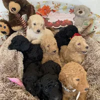 Orion, a male Poodle - Standard  for sale in Los Angeles, CA – Photo 6 of 7