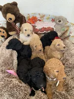 Orion, a male Poodle - Standard  for sale in Los Angeles, CA – Photo 6 of 7