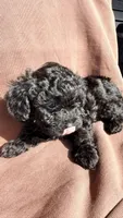 Pika, a female Poodle - Toy  for sale in Los Angeles, CA – Photo 3 of 7