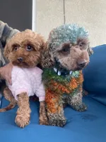 Pika, a female Poodle - Toy  for sale in Los Angeles, CA – Photo 7 of 7