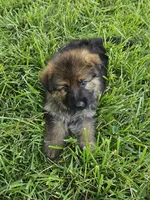 Samson, a male German Shepherd Dog for sale in Eolia, MO – 8 of 10