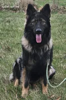 Outlaw, a male German Shepherd Dog for sale in Eolia, MO – 6 of 7