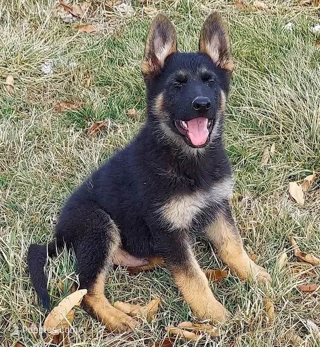 Little Grizzly Bear – German Shepherd Dog puppy for sale in Eolia, MO