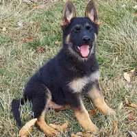 Little Grizzly Bear, a female German Shepherd Dog for sale in Eolia, MO – Photo 1 of 7