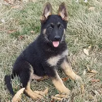 Little Grizzly Bear, a female German Shepherd Dog for sale in Eolia, MO – Photo 3 of 7