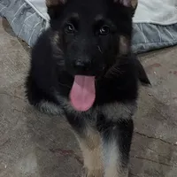 Little Grizzly Bear, a female German Shepherd Dog for sale in Eolia, MO – Photo 2 of 7