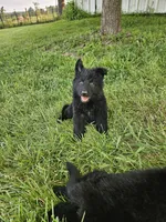 Smokey Bear, a male German Shepherd Dog for sale in Eolia, MO – 2 of 4