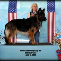 Blackie, a female German Shepherd Dog for sale in Eolia, MO – Photo 6 of 6