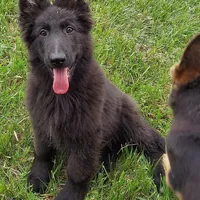 Blackie, a female German Shepherd Dog for sale in Eolia, MO – Photo 1 of 6