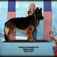 Blackie, a female German Shepherd Dog for sale in Eolia, MO – Photo 5 of 6