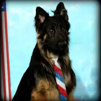 Blackie, a female German Shepherd Dog for sale in Eolia, MO – Photo 4 of 6